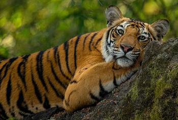 A tiger at Bandhavgarh National Park, India.