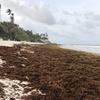 Sargassum seaweed covers a beach on the eastern coast of Barbados, in June 2022
