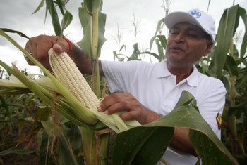 FAO has assisted Mozambique in stepping up quality seed production to increase crop yields