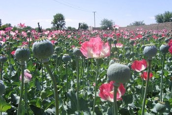 An opium poppy field in Afghanistan. (file)