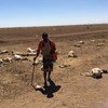 A pastoralist in northern Somalia, a region hit hard by drought. He lost almost half of his sheep flock that originally numbered 70.