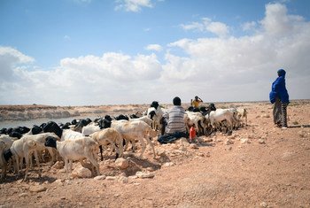 In Somalia's Puntland, crops and livestock have died in areas where there is no water following three years of failed rains. (January 2017)