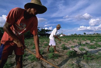 Rural laborers in Bahia State tend to manioc crop in Brazil's parched Northeast.